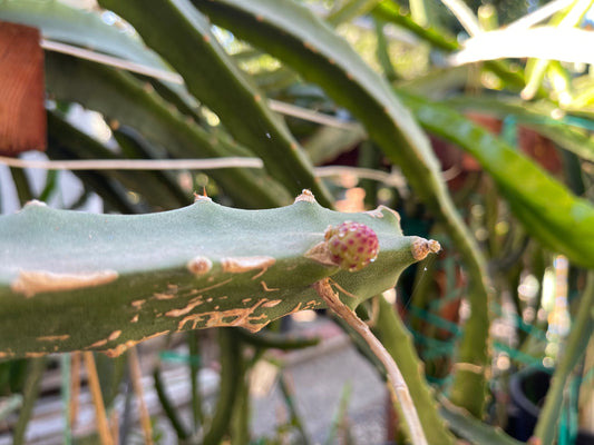 Ecuador Palora dragon fruit (cuttings and rooted plants)