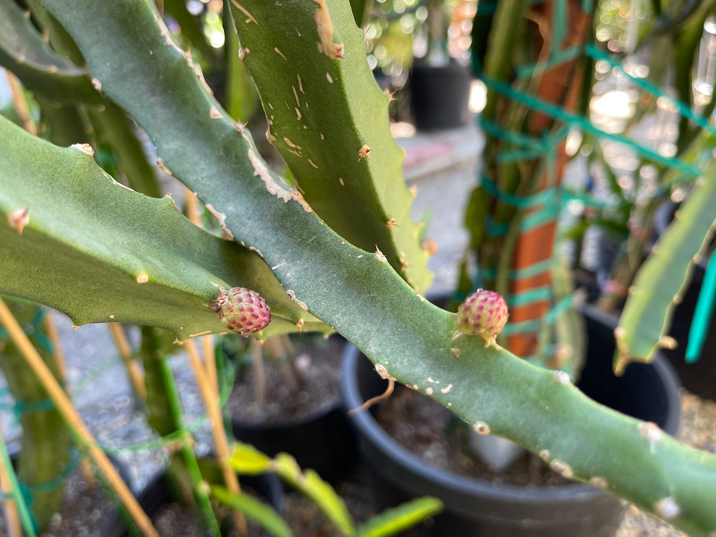 Ecuador Palora dragon fruit (cuttings and rooted plants)