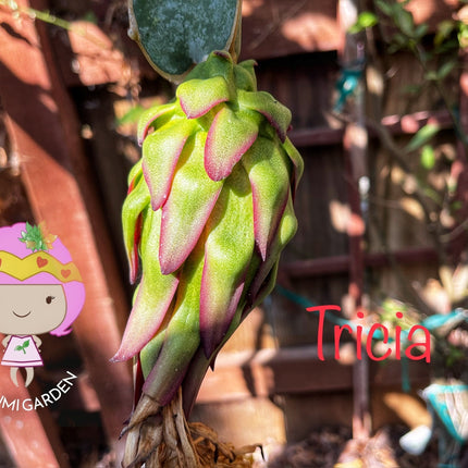 Tricia Dragon Fruit live plants and cuttings