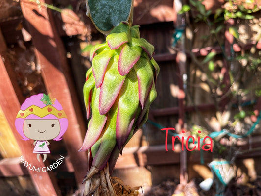 Tricia Dragon Fruit live plants and cuttings