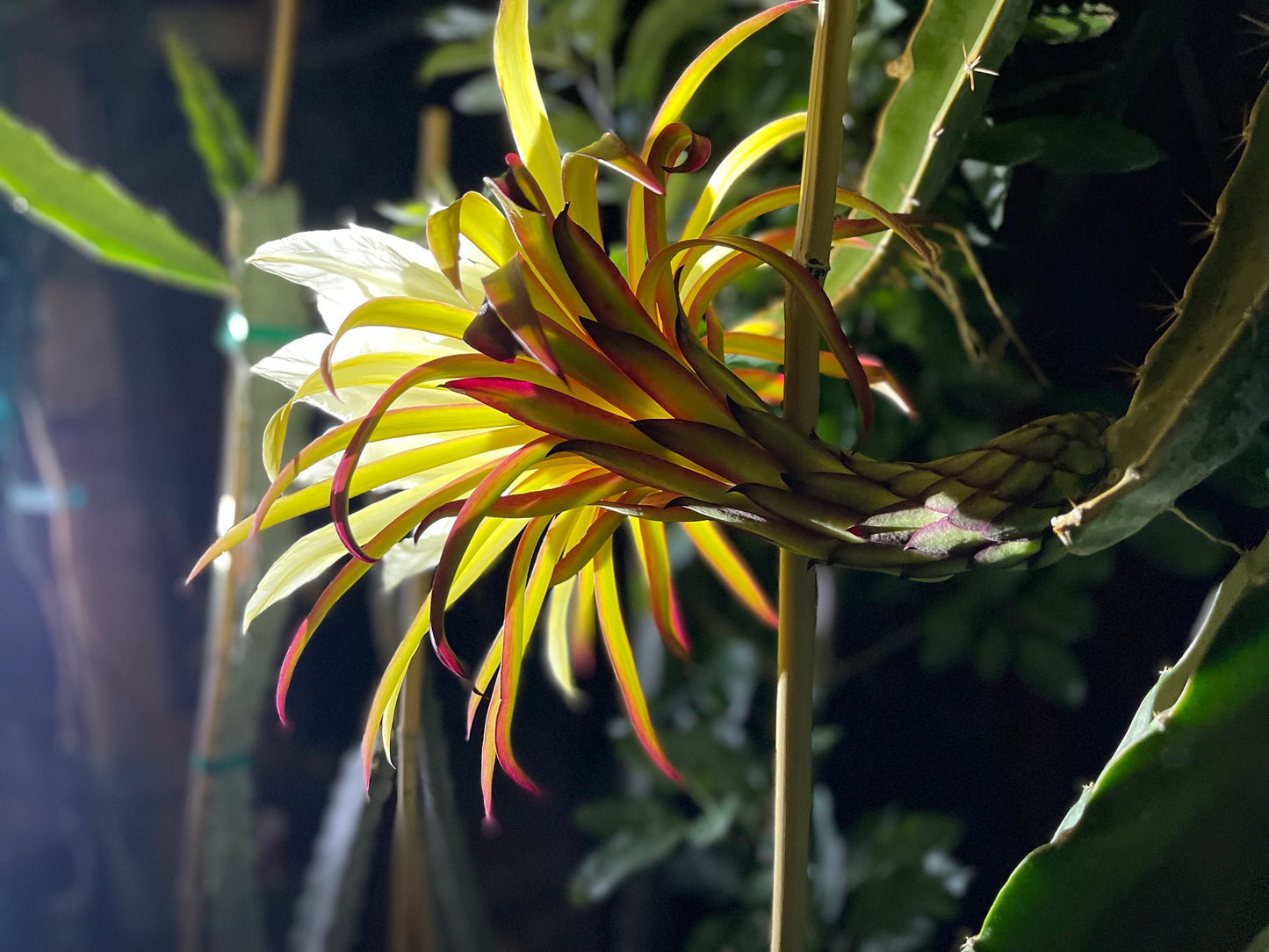 Tricia Dragon Fruit live plants and cuttings