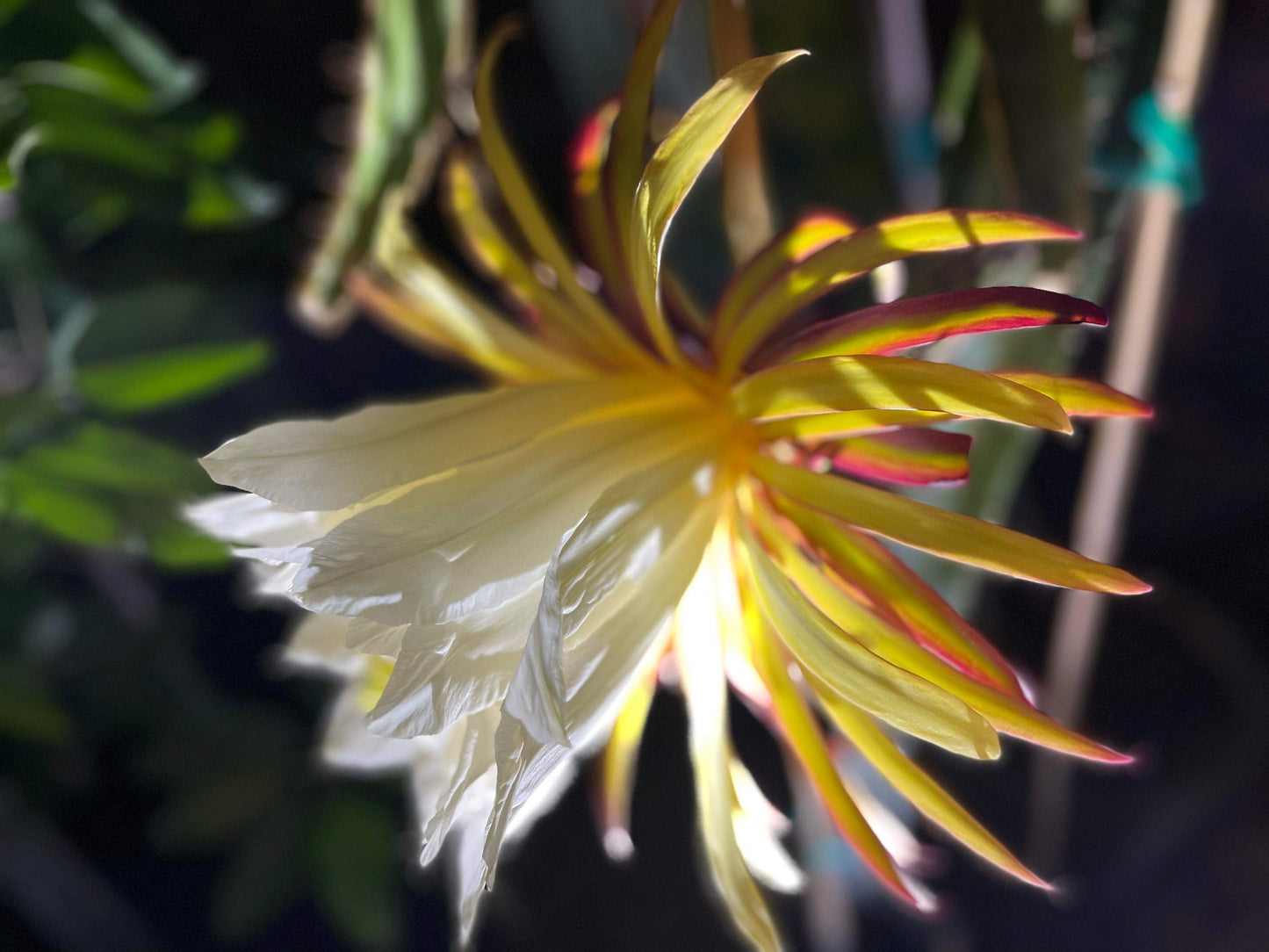 Tricia Dragon Fruit live plants and cuttings