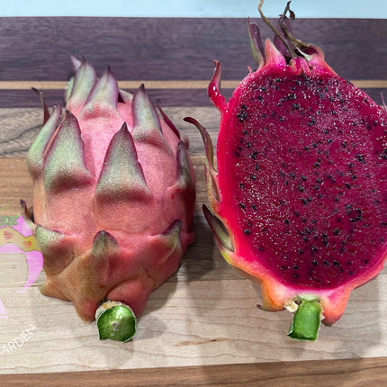 Tricia Dragon Fruit live plants and cuttings