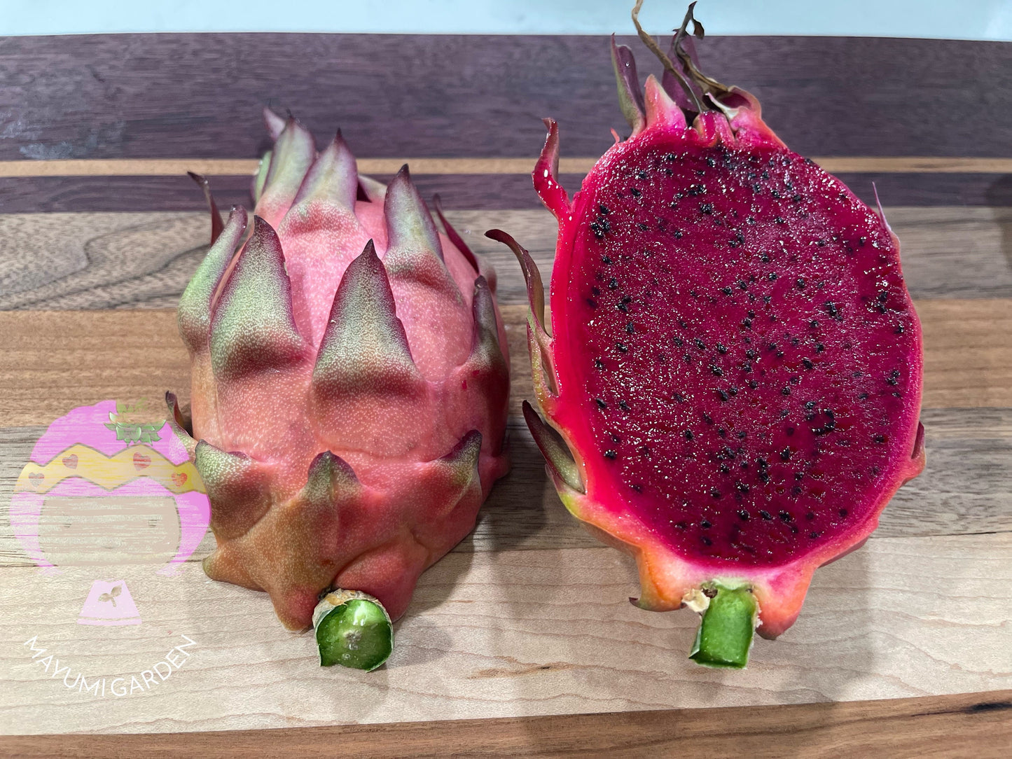 Tricia Dragon Fruit live plants and cuttings