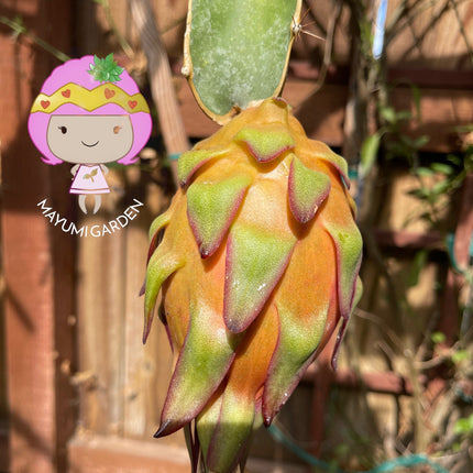 Tricia Dragon Fruit live plants and cuttings