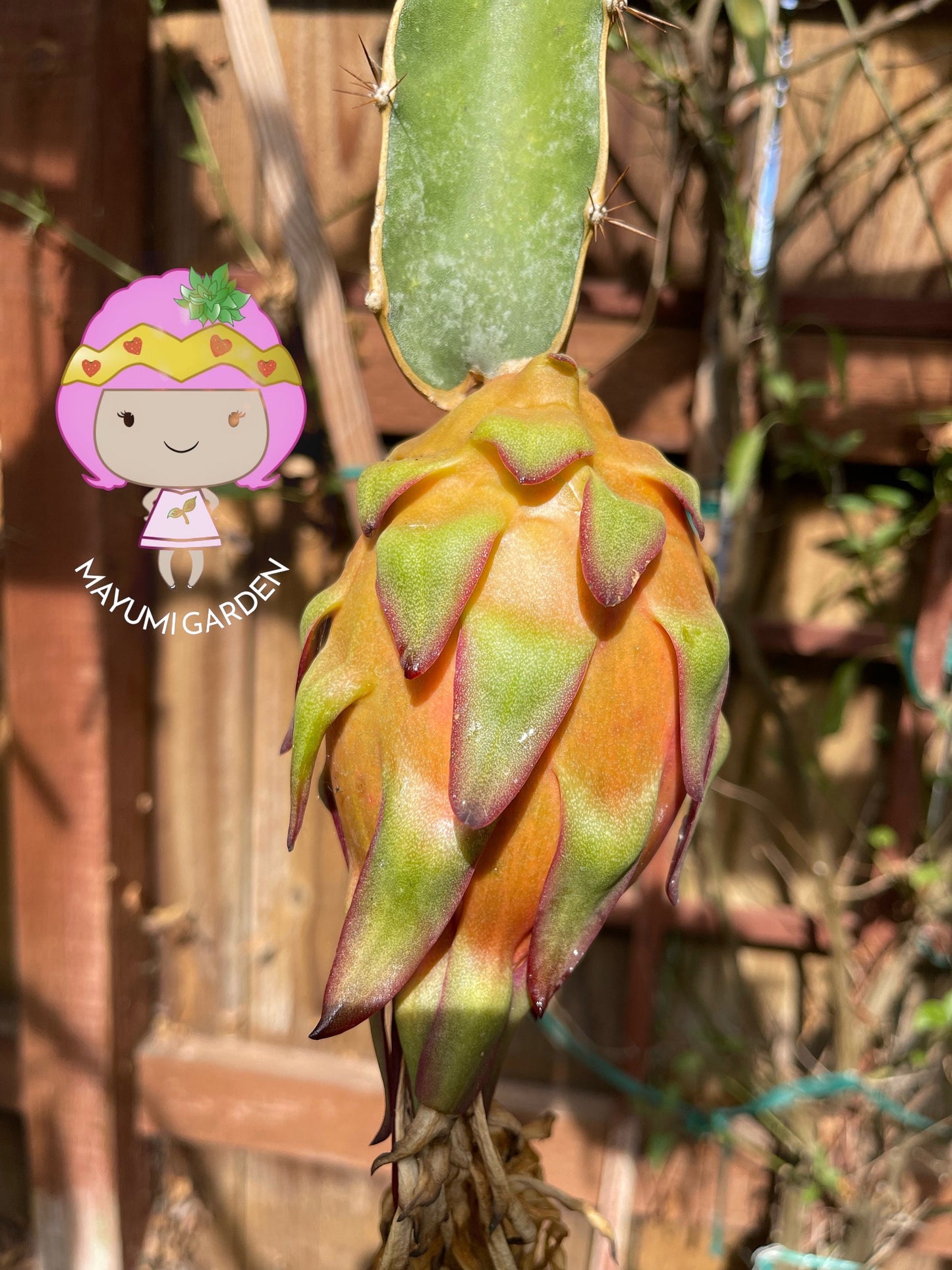 Tricia Dragon Fruit live plants and cuttings