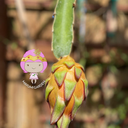 Tricia Dragon Fruit live plants and cuttings