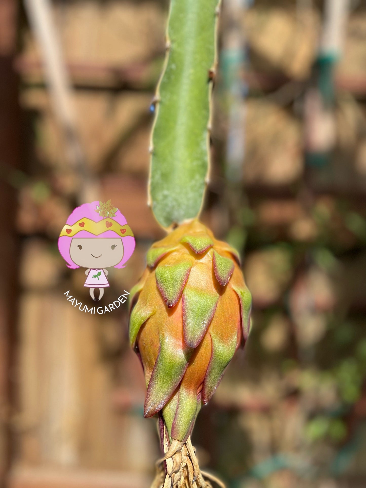 Tricia Dragon Fruit live plants and cuttings