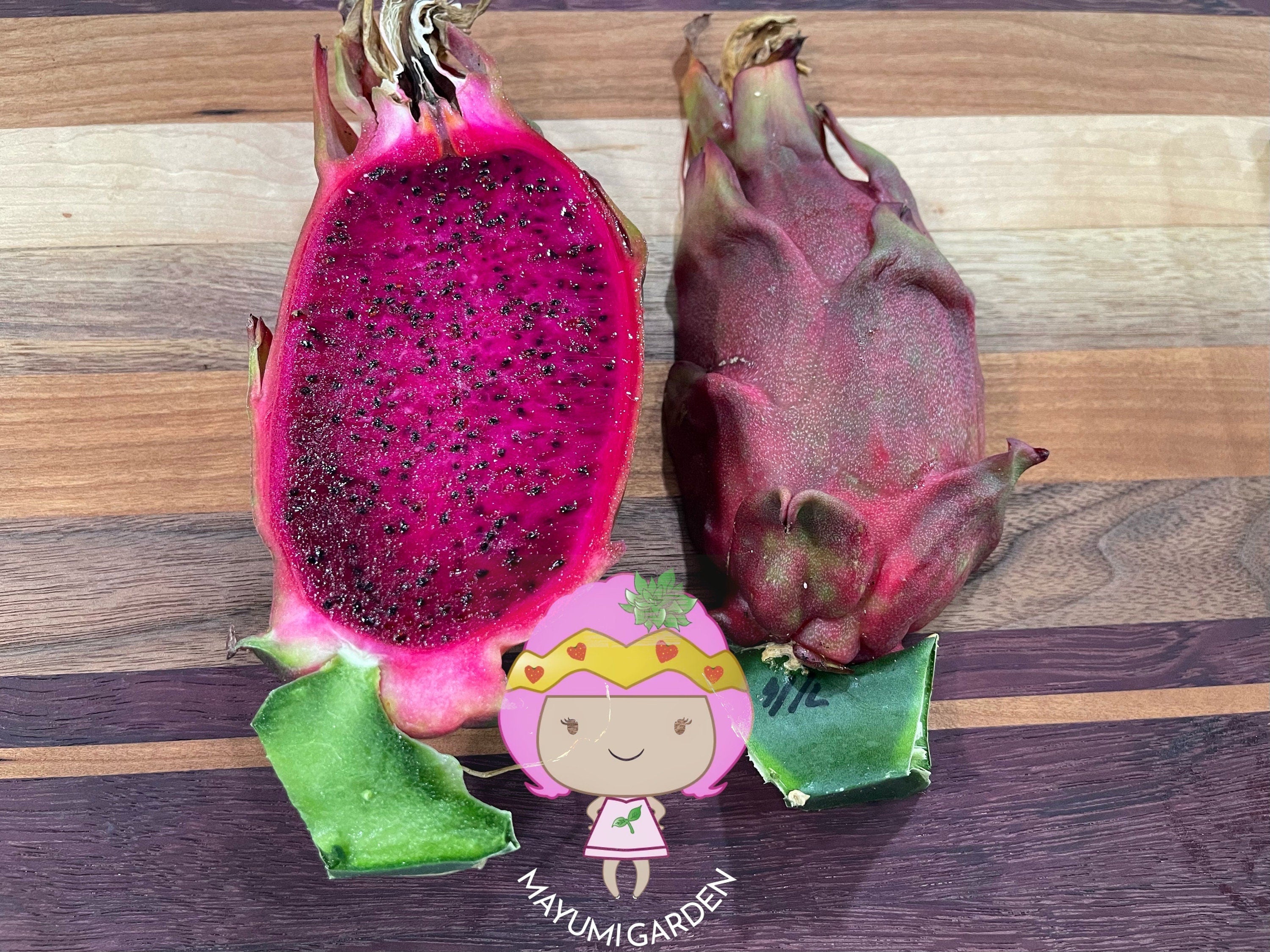 Asunta 5 Paco official - The best of the Asunta line – Mayumi Garden