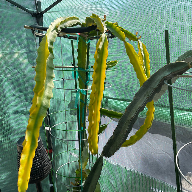 Rare Worth Lime Variegated cuttings and rooted live plants