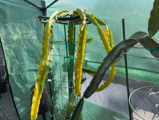 Rare Worth Lime Variegated cuttings and rooted live plants