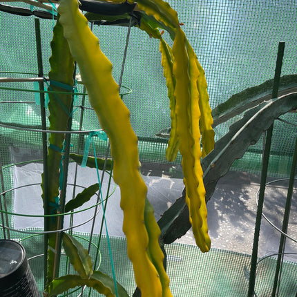 Rare Worth Lime Variegated cuttings and rooted live plants