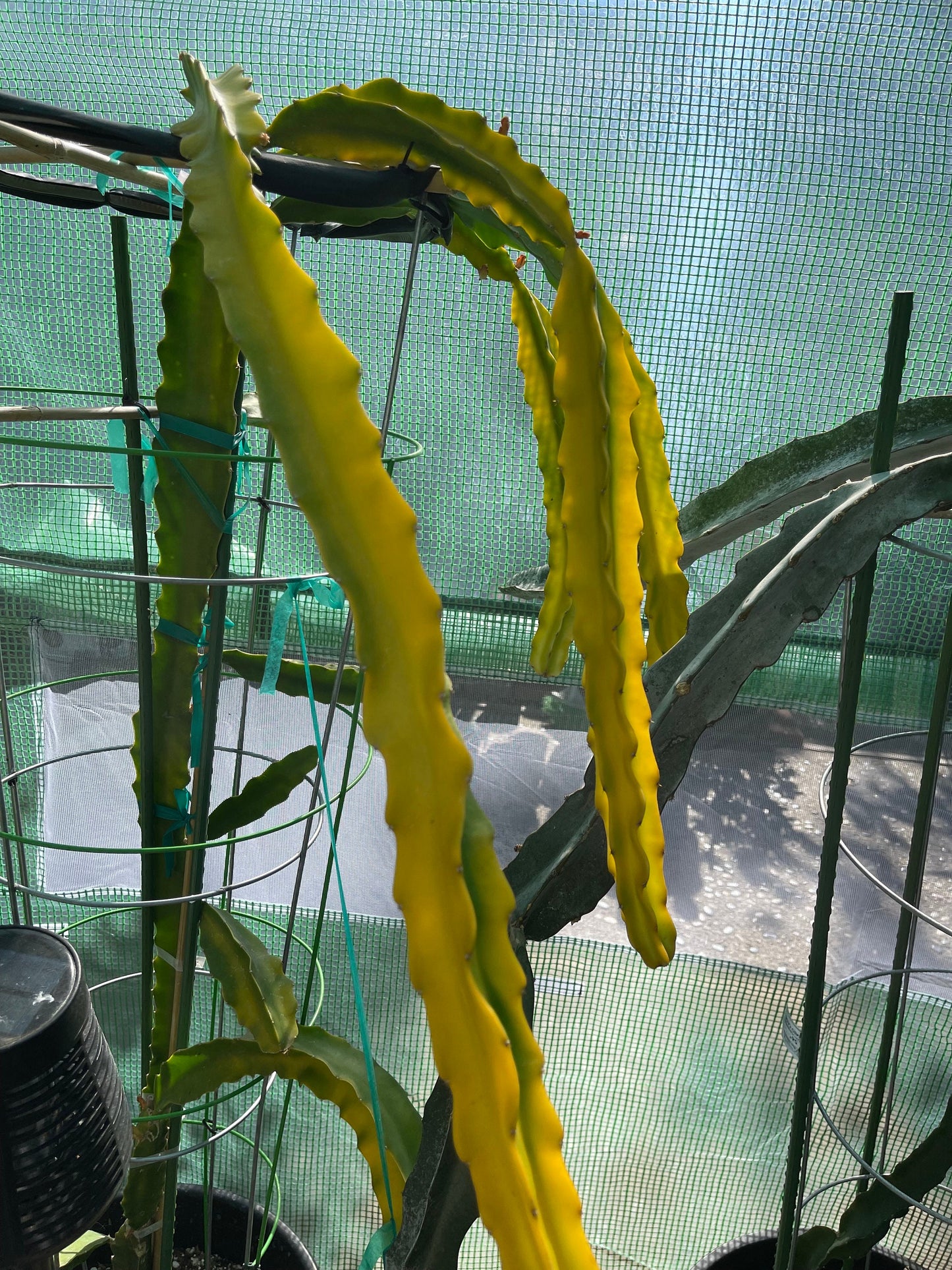 Rare Worth Lime Variegated cuttings and rooted live plants