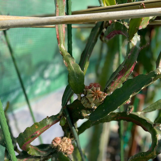 Rare Pink/Red Chimera dragon cutting