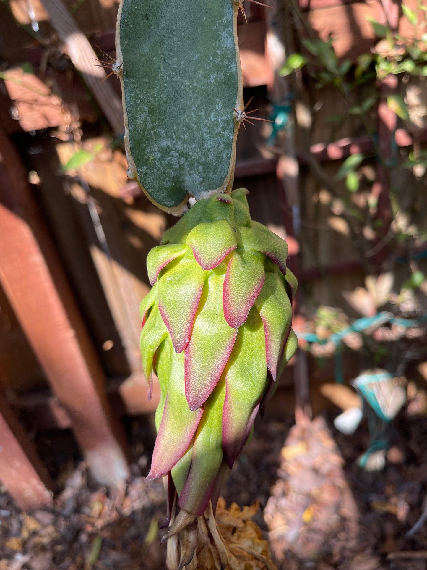 Tricia Dragon Fruit live plants and cuttings
