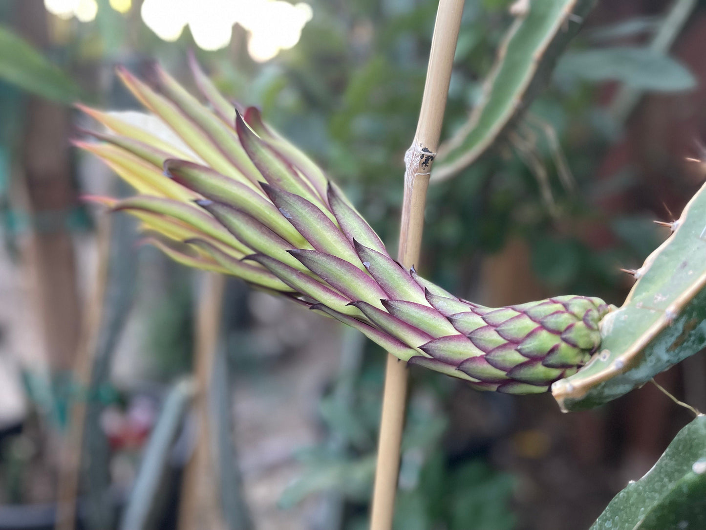 Tricia Dragon Fruit live plants and cuttings