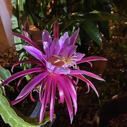 Asunta 3 dragon fruit cuttings 12" and rooted plant