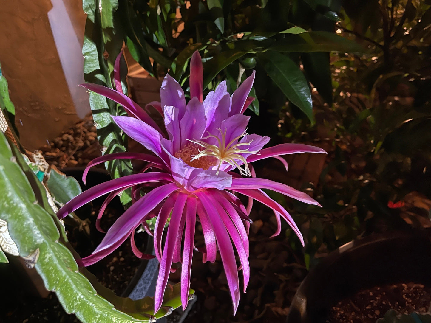 Asunta 3 dragon fruit cuttings 12"