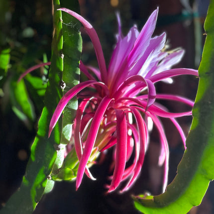 Asunta 3 dragon fruit cuttings 12" and rooted plant