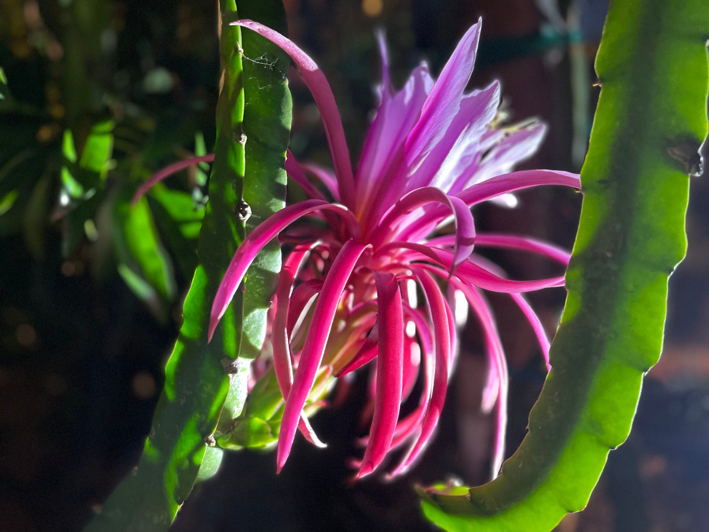Asunta 3 dragon fruit cuttings 12"