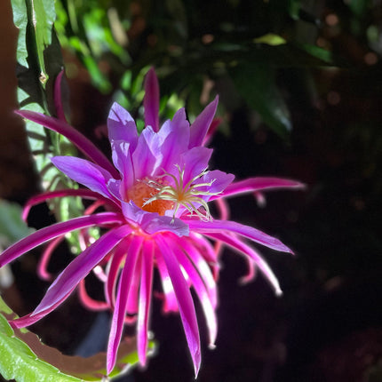 Asunta 3 dragon fruit cuttings 12" and rooted plant