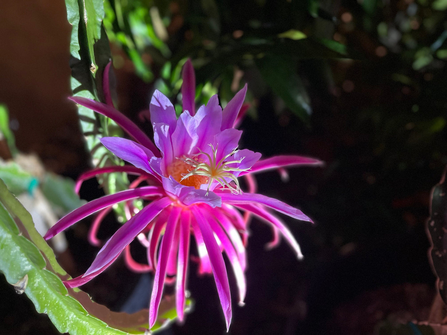 Asunta 3 dragon fruit cuttings 12"