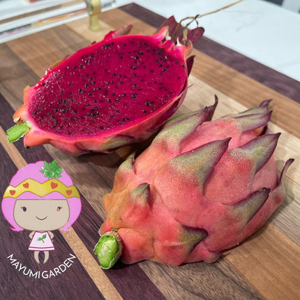 Tricia Dragon Fruit live plants and cuttings