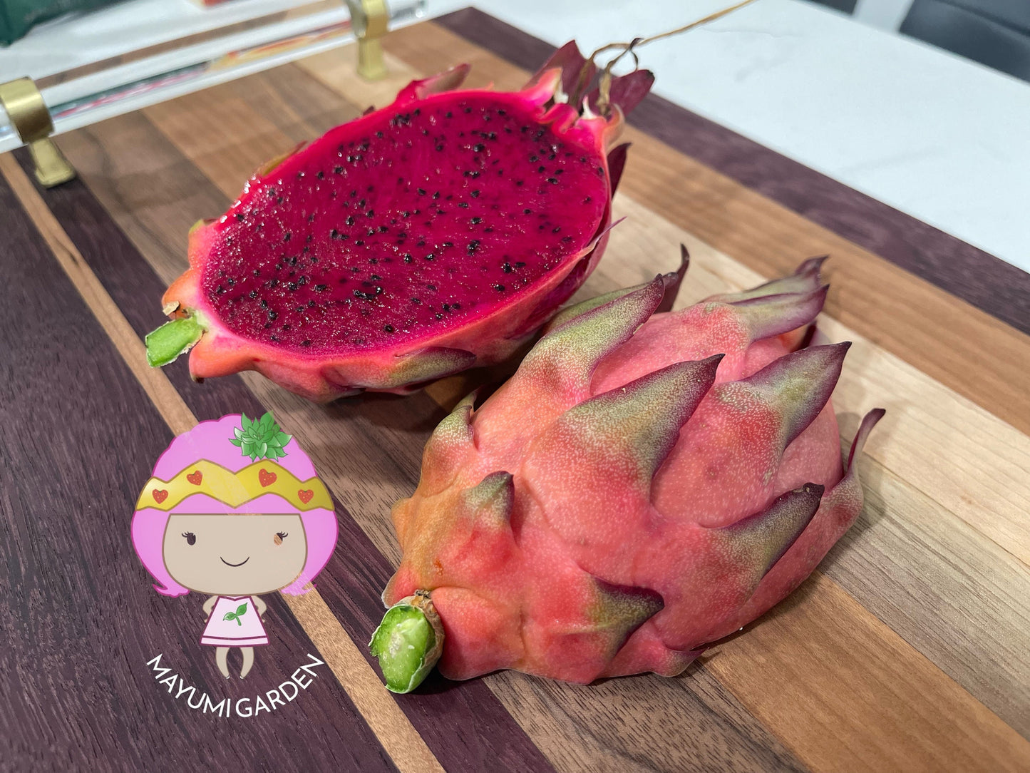 Tricia Dragon Fruit live plants and cuttings