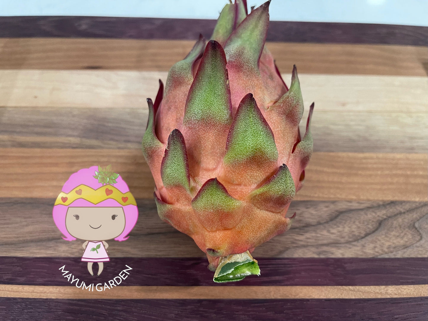 Tricia Dragon Fruit live plants and cuttings
