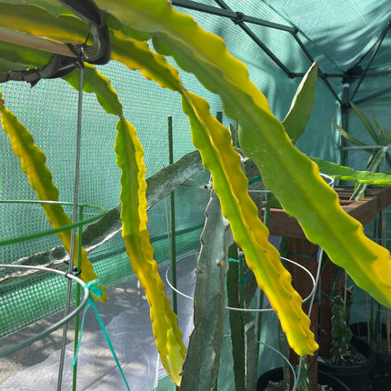 Rare Worth Lime Variegated cuttings and rooted live plants