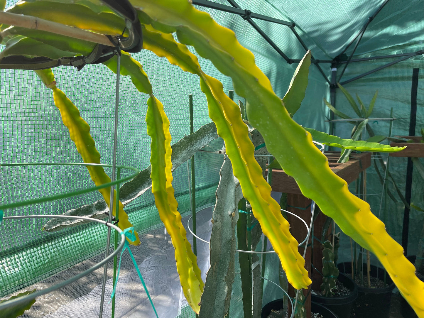 Rare Worth Lime Variegated cuttings and rooted live plants