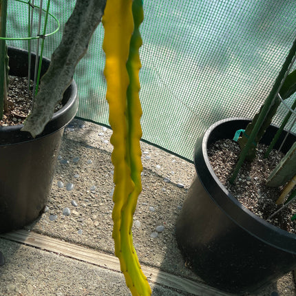 Rare Worth Lime Variegated cuttings and rooted live plants