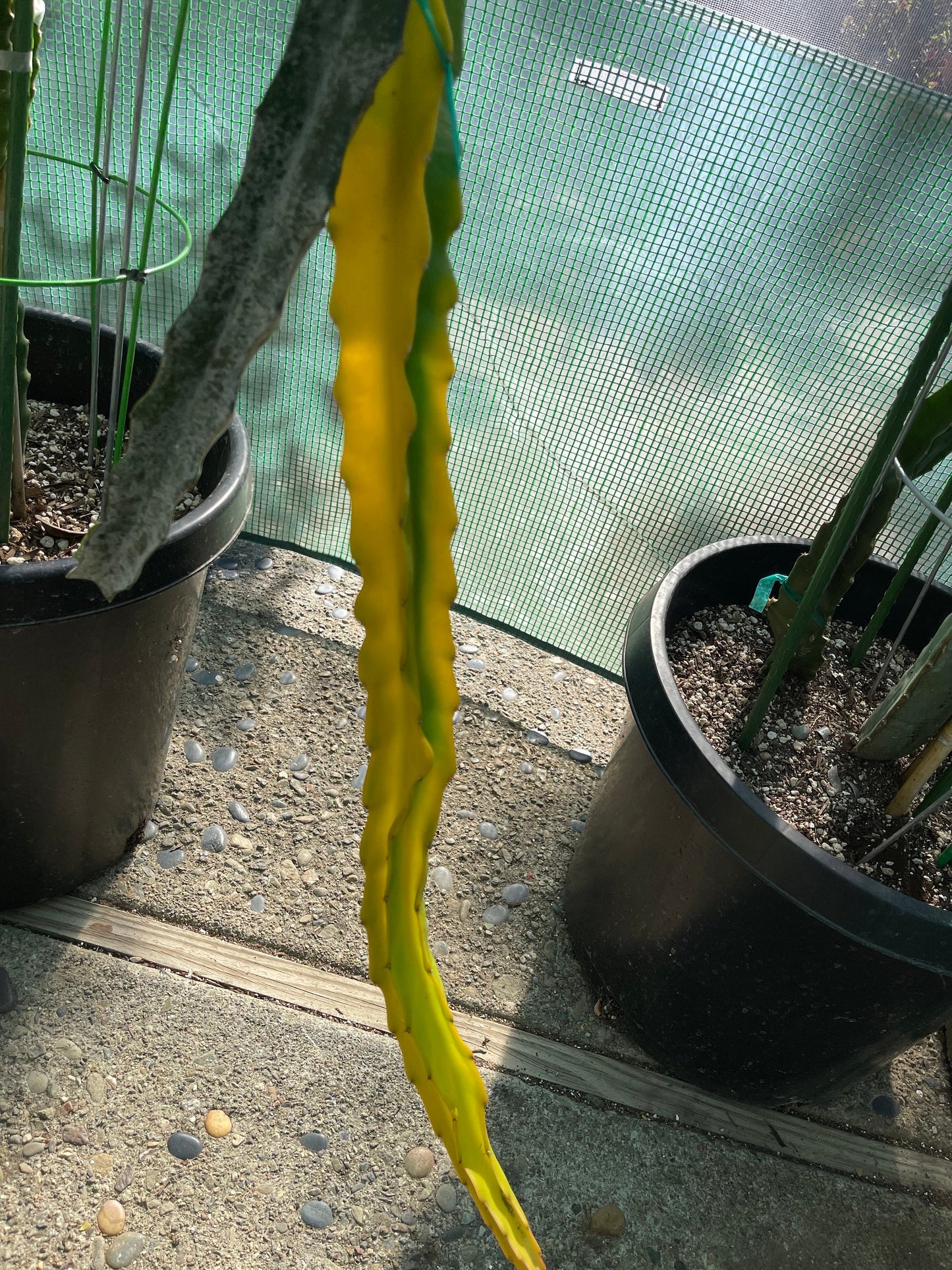 Rare Worth Lime Variegated cuttings and rooted live plants