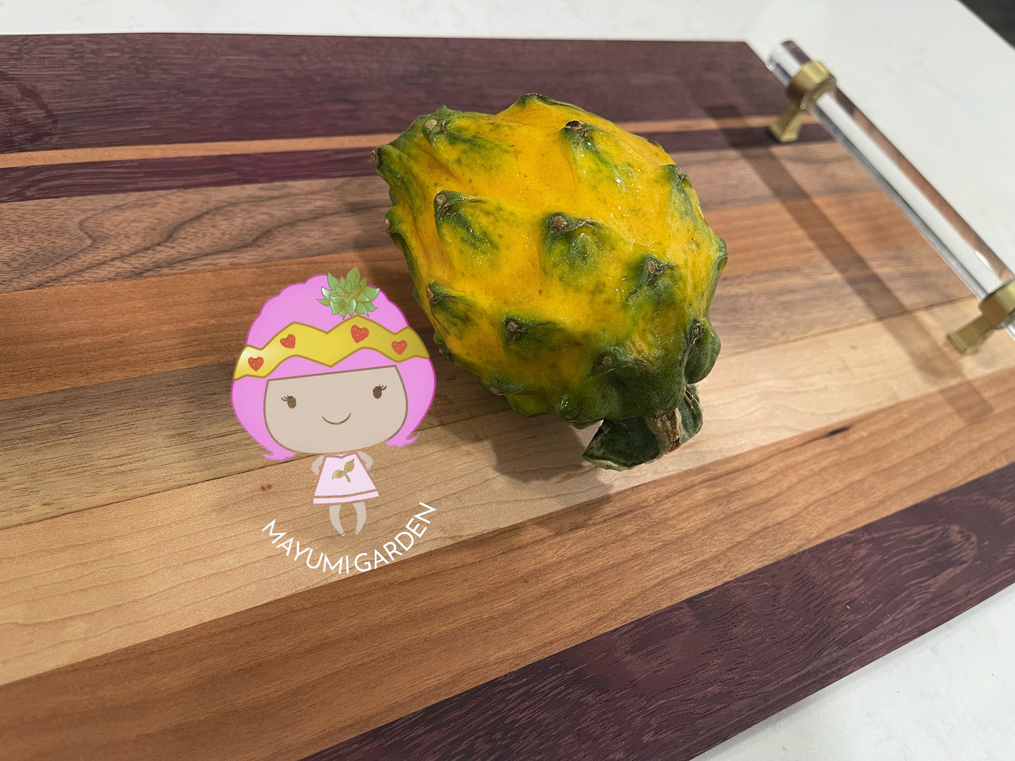 Ecuador Palora dragon fruit (cuttings and rooted plants)