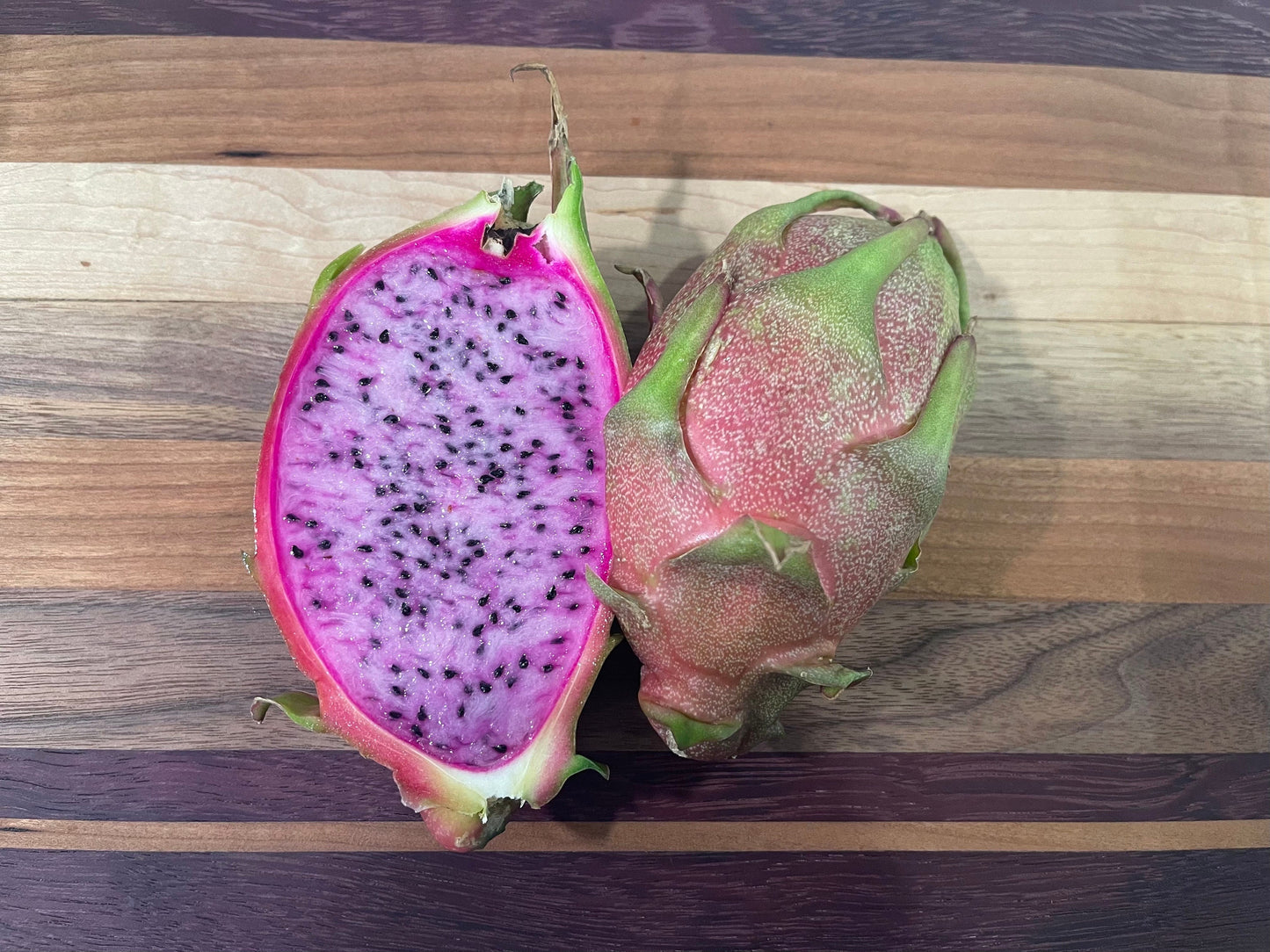 Asunta 3 dragon fruit cuttings 12"