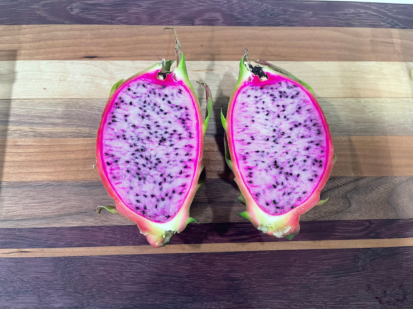 Asunta 3 dragon fruit cuttings 12"