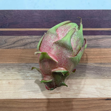 Asunta 3 dragon fruit cuttings 12" and rooted plant