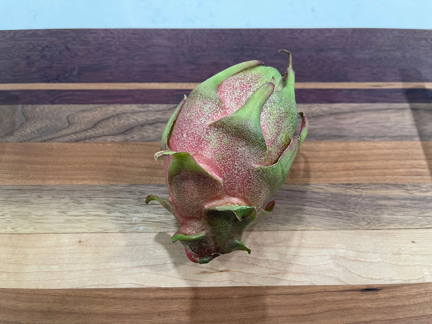 Asunta 3 dragon fruit cuttings 12"