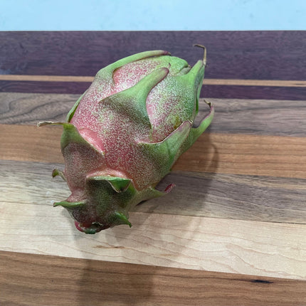 Asunta 3 dragon fruit cuttings 12" and rooted plant