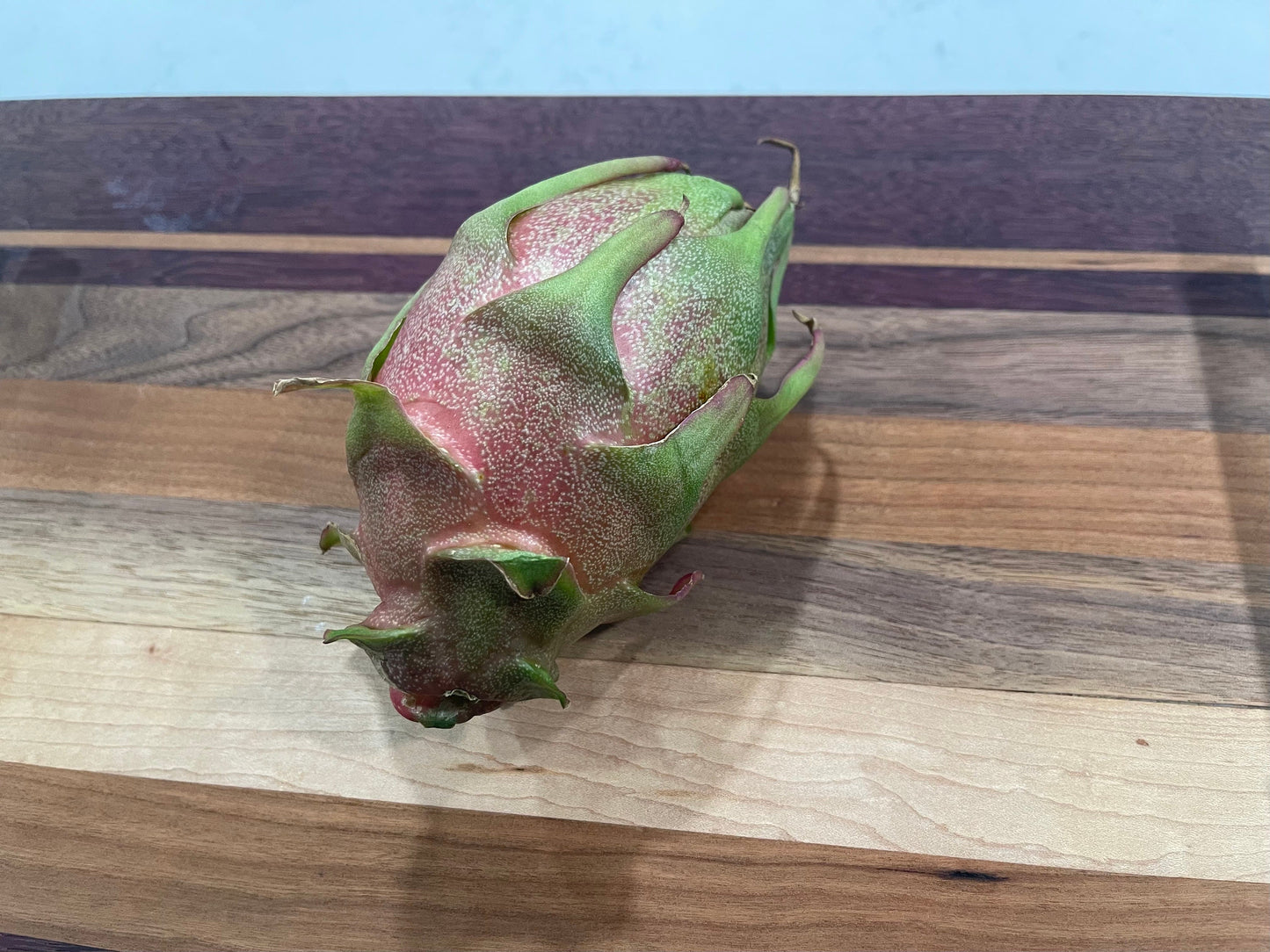 Asunta 3 dragon fruit cuttings 12"