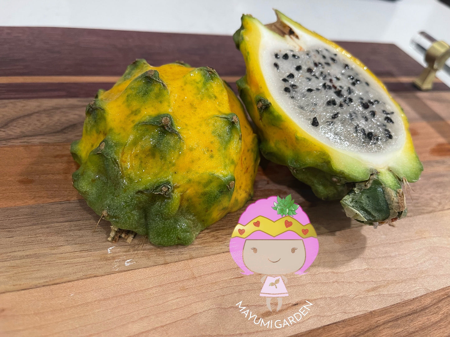Ecuador Palora dragon fruit (cuttings and rooted plants)