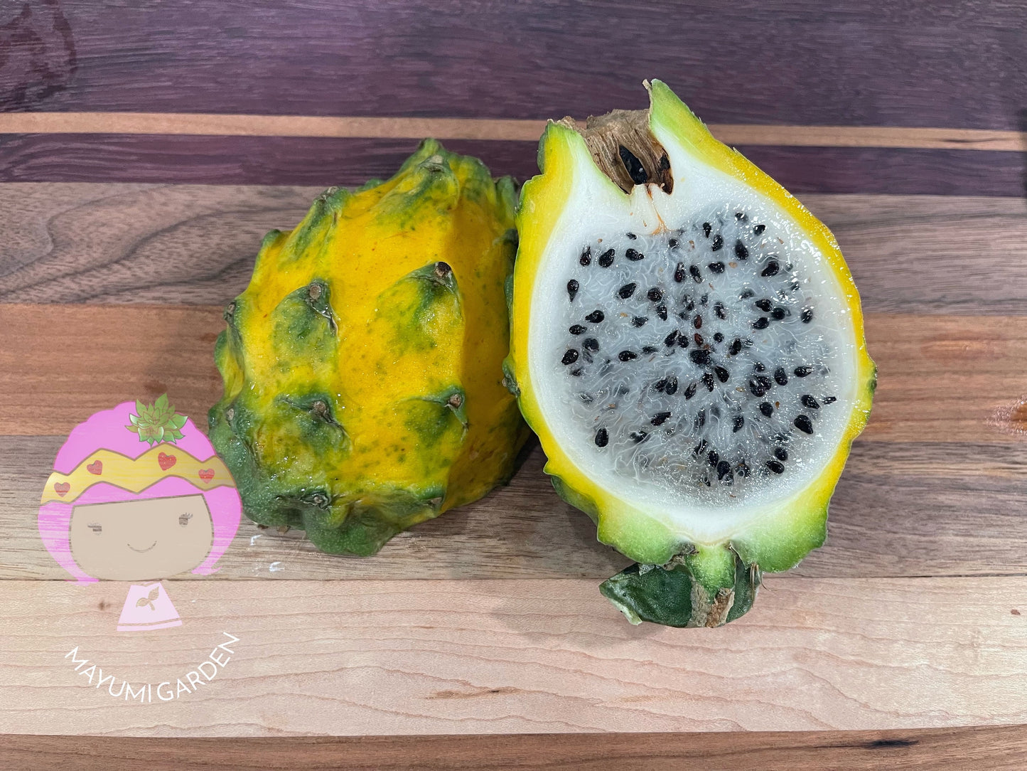 Ecuador Palora dragon fruit (cuttings and rooted plants)