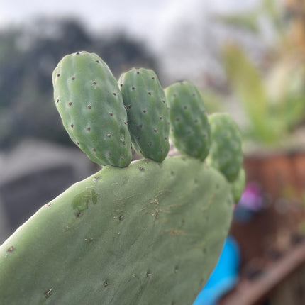 Opuntia ficus indica prickly pear cactus, Spineless/Barbary Fig, pad cutting