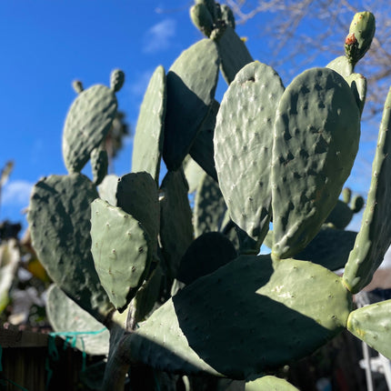 Opuntia ficus indica prickly pear cactus, Spineless/Barbary Fig, pad cutting