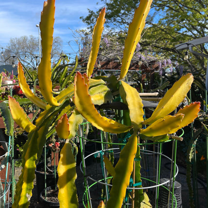 Rare Worth Lime Variegated cuttings and rooted live plants
