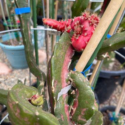 Rare Pink/Red Chimera dragon cutting