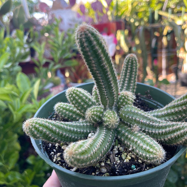 Chamaecereus silvestrii (Echinopsis chama) Peanut cactus in 6" pot, Live plant