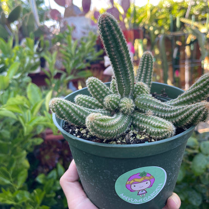 Chamaecereus silvestrii (Echinopsis chama) Peanut cactus in 6" pot, Live plant