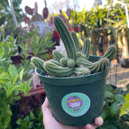 Chamaecereus silvestrii (Echinopsis chama) Peanut cactus in 6" pot, Live plant