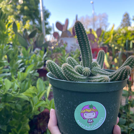 Chamaecereus silvestrii (Echinopsis chama) Peanut cactus in 6" pot, Live plant